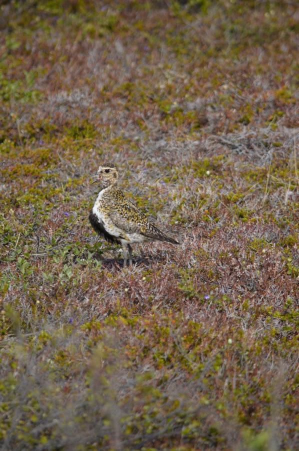 Sky Sighting Igluhus - Stay'In Arbakki Arskogssandur Dış mekan fotoğraf