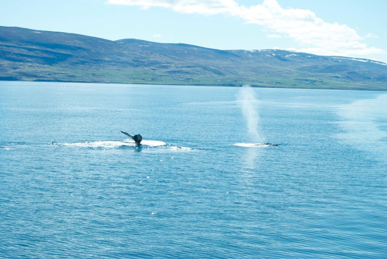 Sky Sighting Igluhus - Stay'In Arbakki Arskogssandur Dış mekan fotoğraf